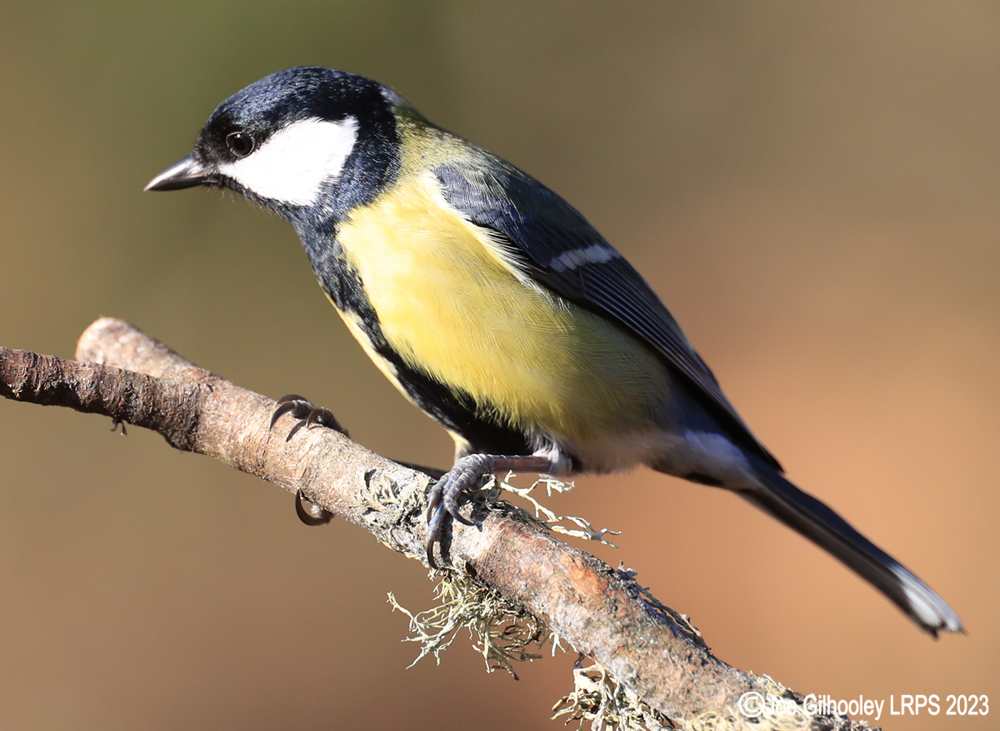 Visit to Ron McCombe's Wild Bird Hide