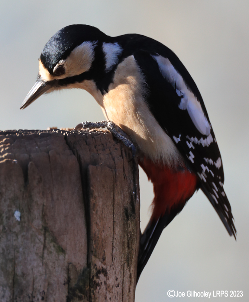 Visit to Ron McCombe's Wild Bird Hide