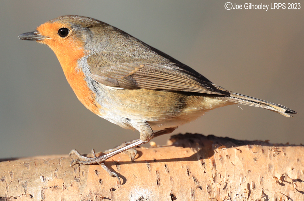 Visit to Ron McCombe's Wild Bird Hide