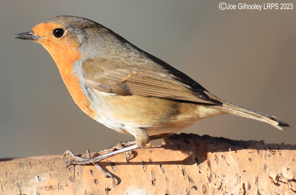 Visit to Ron McCombe's Wild Bird Hide