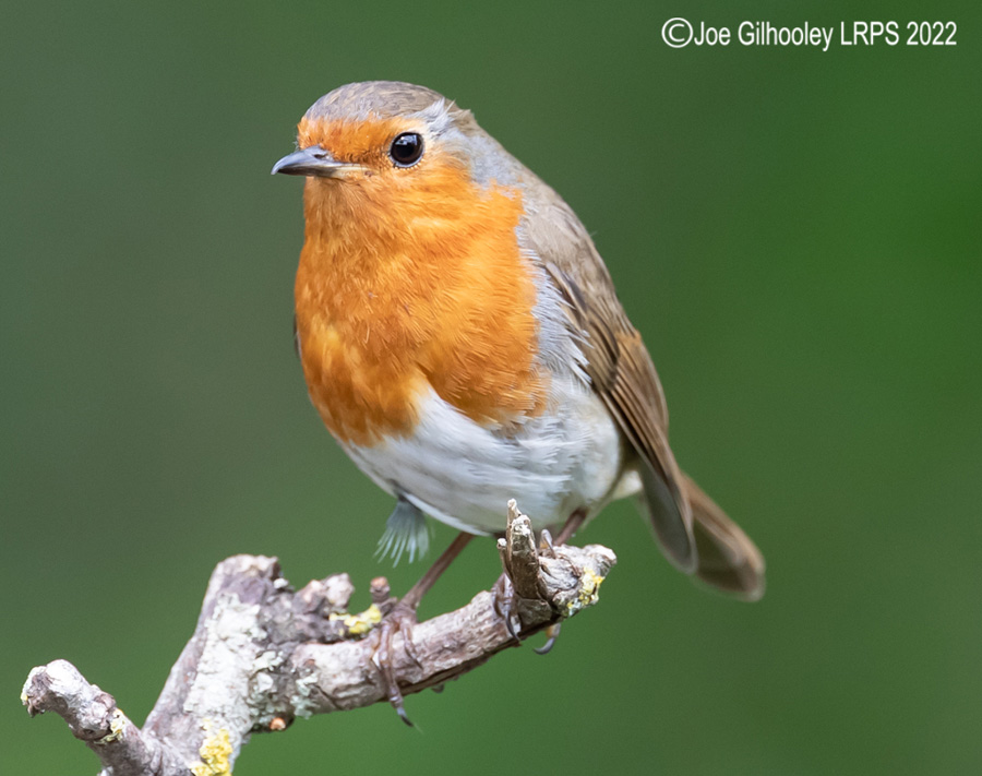 Visit to Ron McCombe's Wild Bird Hide