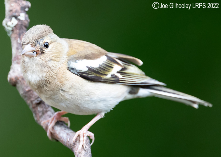 Visit to Ron McCombe's Wild Bird Hide