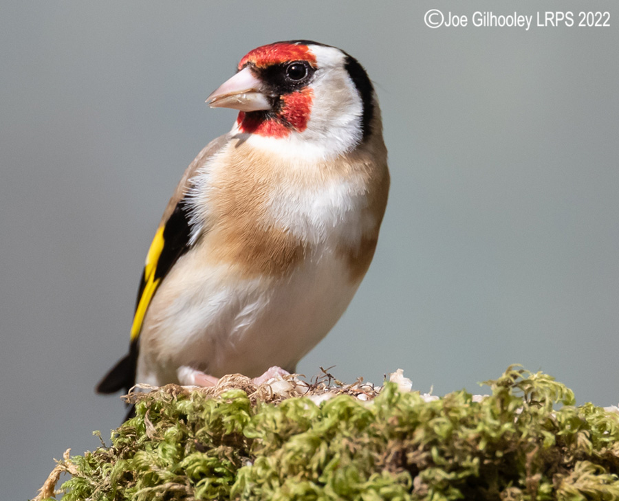 Visit to Ron McCombe's Wild Bird Hide