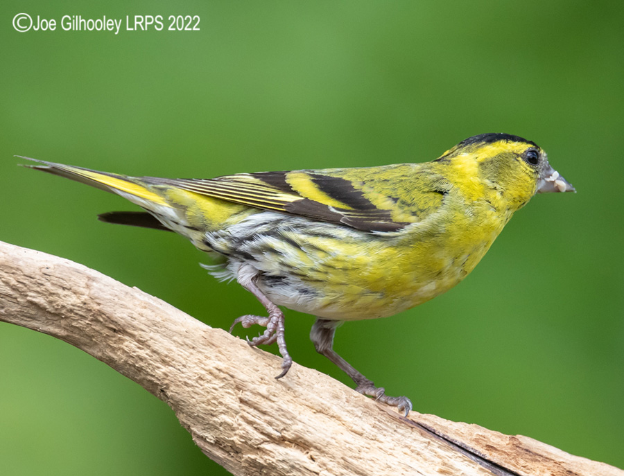 Visit to Ron McCombe's Wild Bird Hide