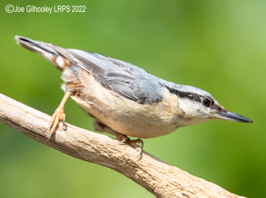 Visit to Ron McCombe's Wild Bird Hide