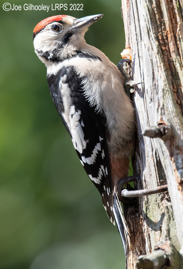 Visit to Ron McCombe's Wild Bird Hide