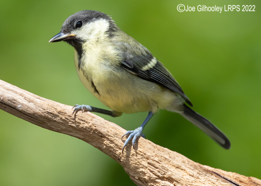 Visit to Ron McCombe's Wild Bird Hide