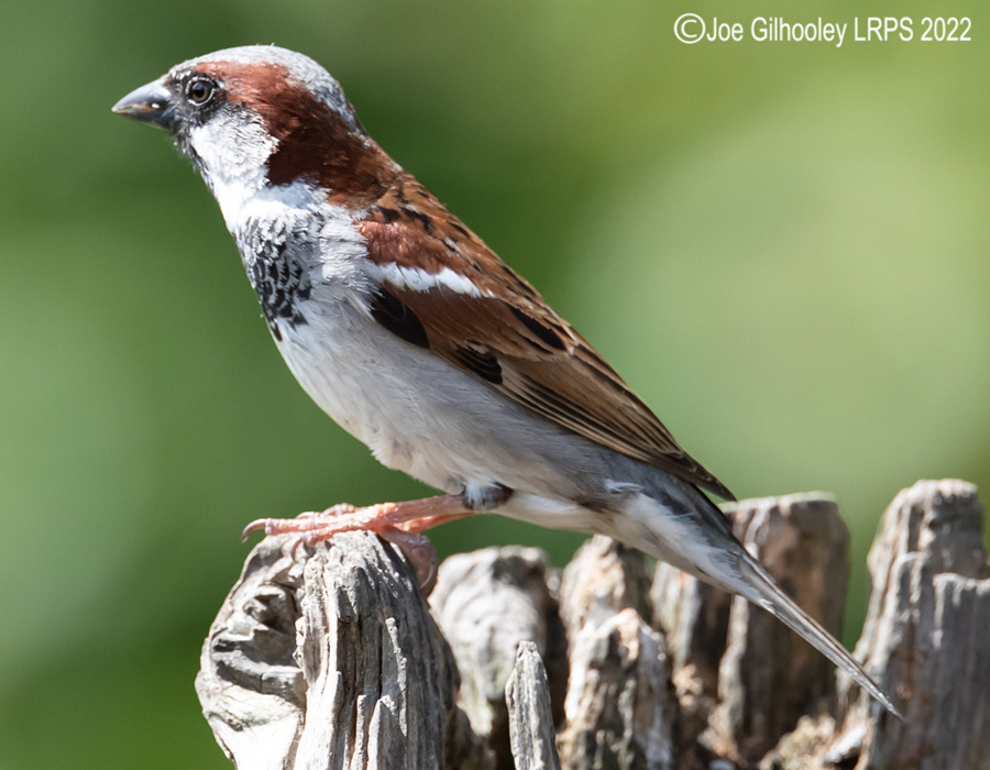 Visit to Ron McCombe's Wild Bird Hide
