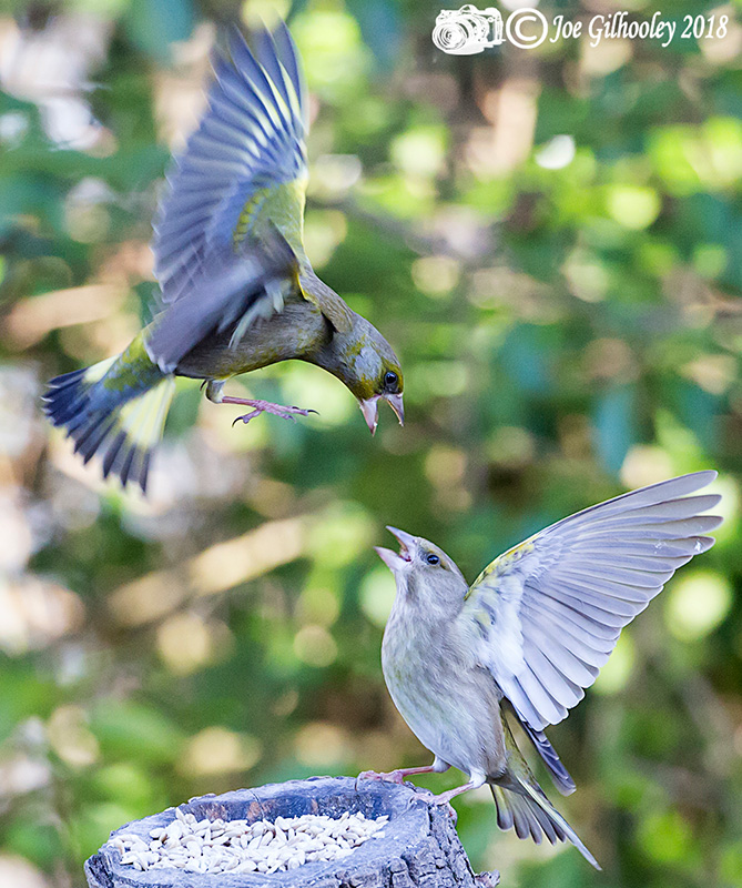 Wild Birds in flight in our garden