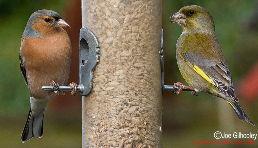 Garden Birds - 5th February 2014 Chaffinch and Greenfinch at feeder