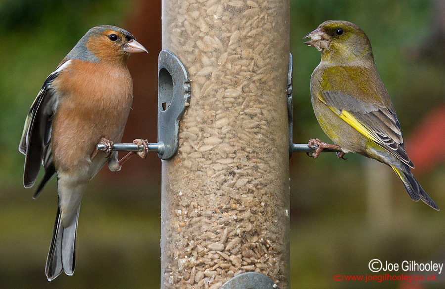 Garden Birds - 5th February 2014 Chaffinch and Greenfinch at feeder