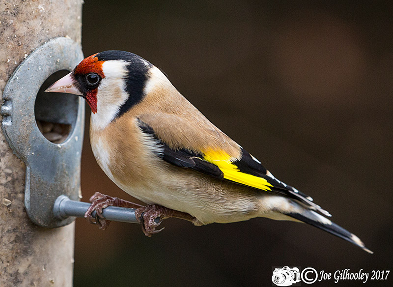 Wild birds in our garden - Goldfinch