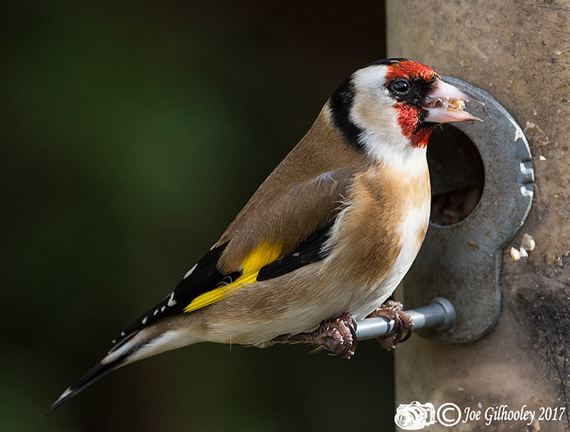 Wild birds in our garden - a Goldfinch