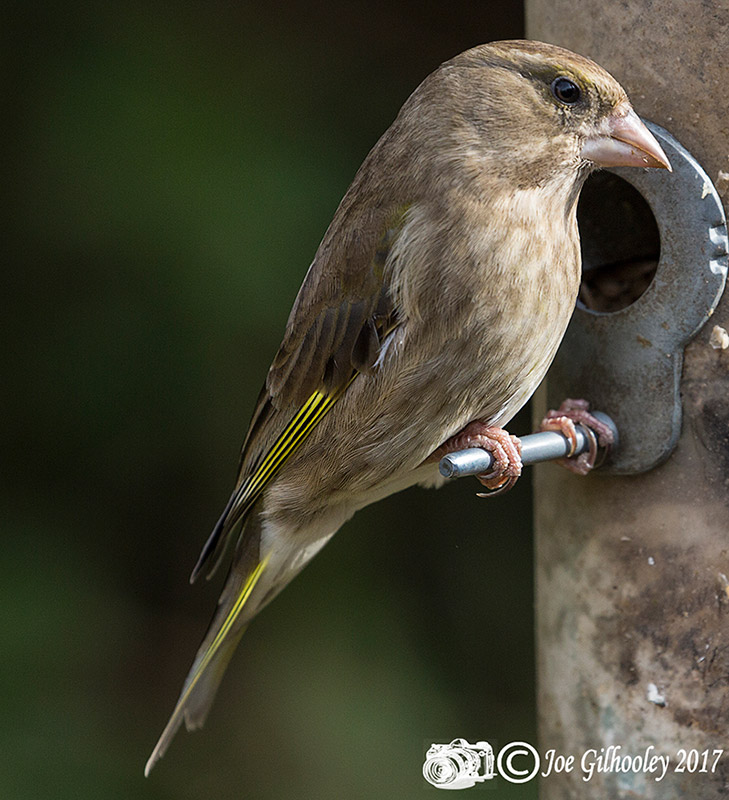 Wild birds in our garden - female Greenfinch