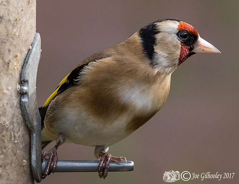 Wild birds in our garden - Goldfinch
