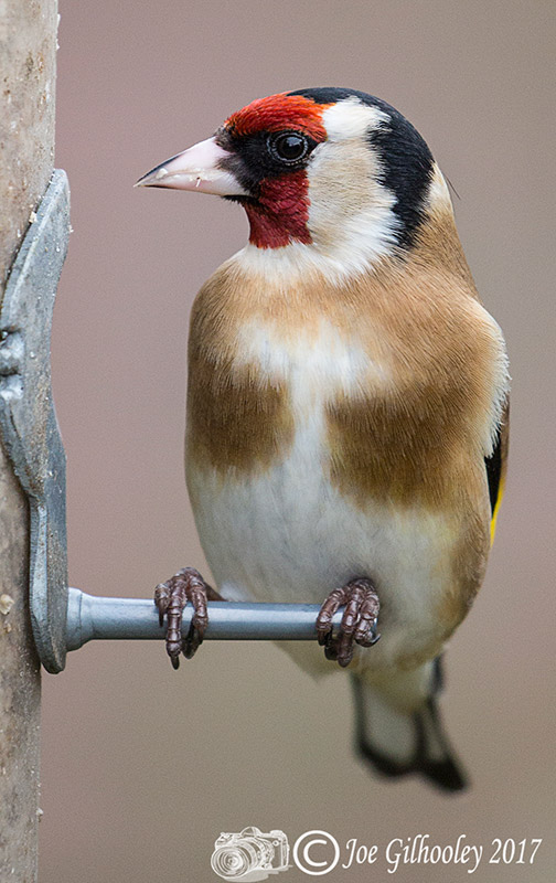 Wild birds in our garden -  Goldfinch
