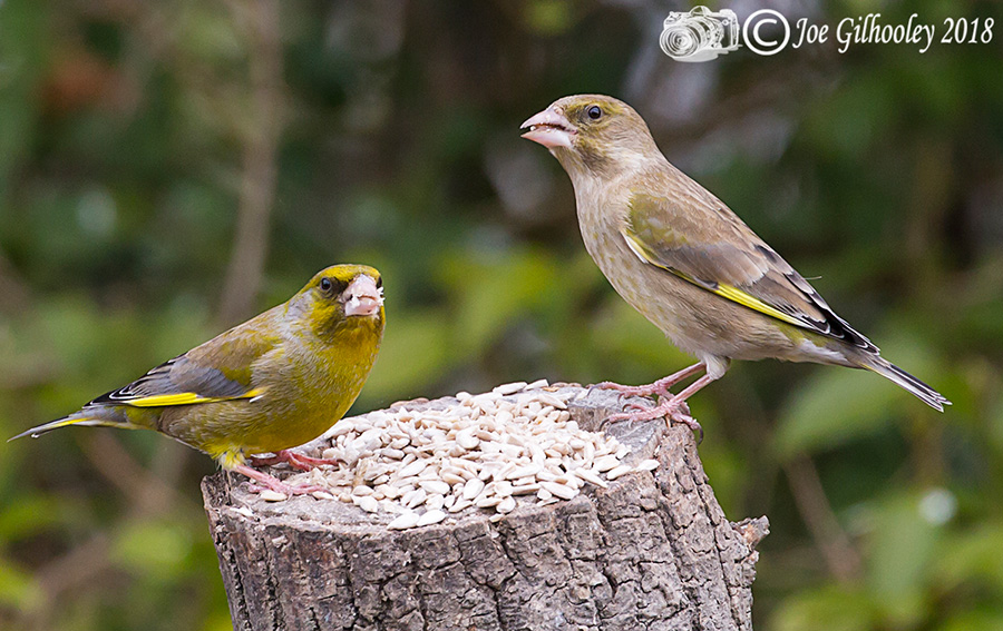 Male and female Greenfinches in our garden