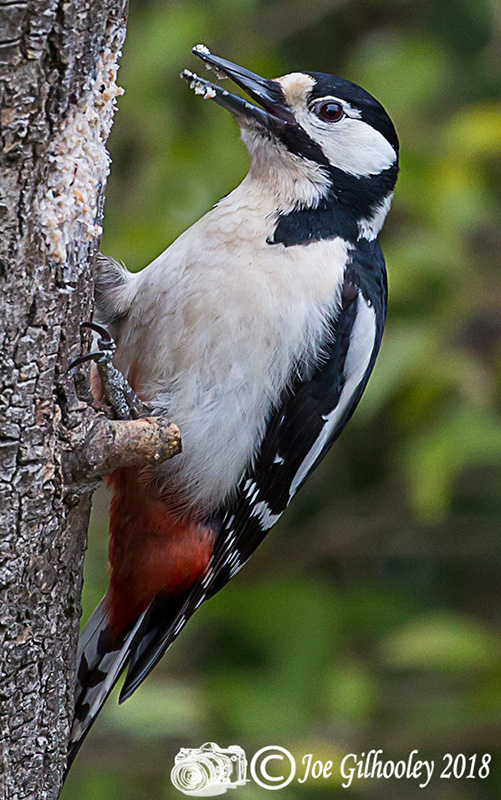 Female Great Spotted Woodpecker in our garden 