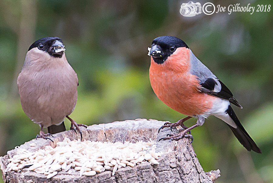 Female and male Bullfinches in our garden 