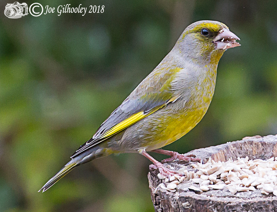 Male Greenfinch in our garden 