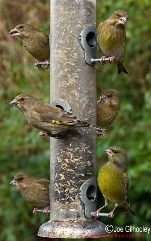 Greenfinches at garden feeder