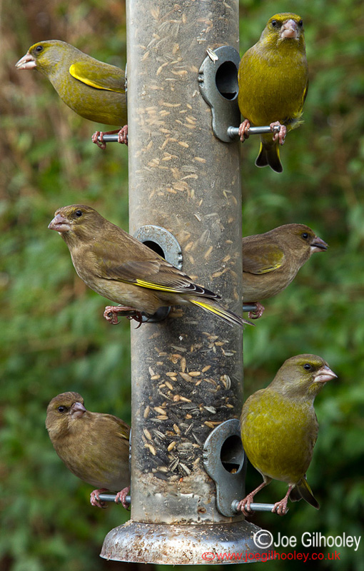 Greenfinches at garden feeder