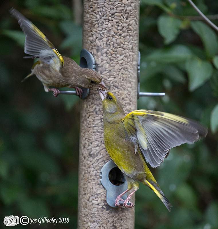 Wild birds in our garden - fighting Green Finches