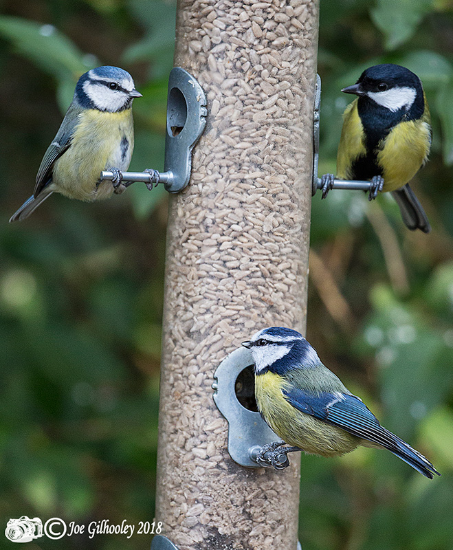 Wild birds in our garden - Male Bluetits and Male Coaltit