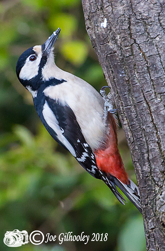 Female Great Spotted Woodpecker in our garden 