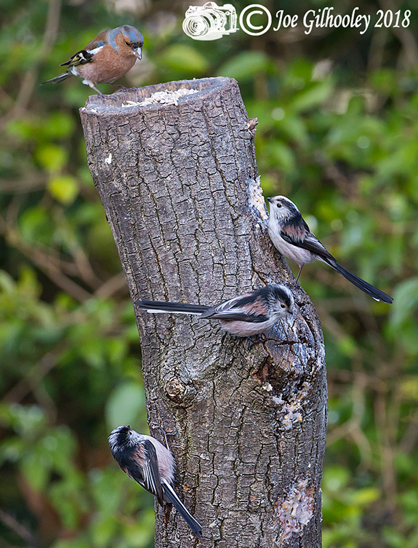 Male Chaffinch and three Long Tailed Tits in our garden 