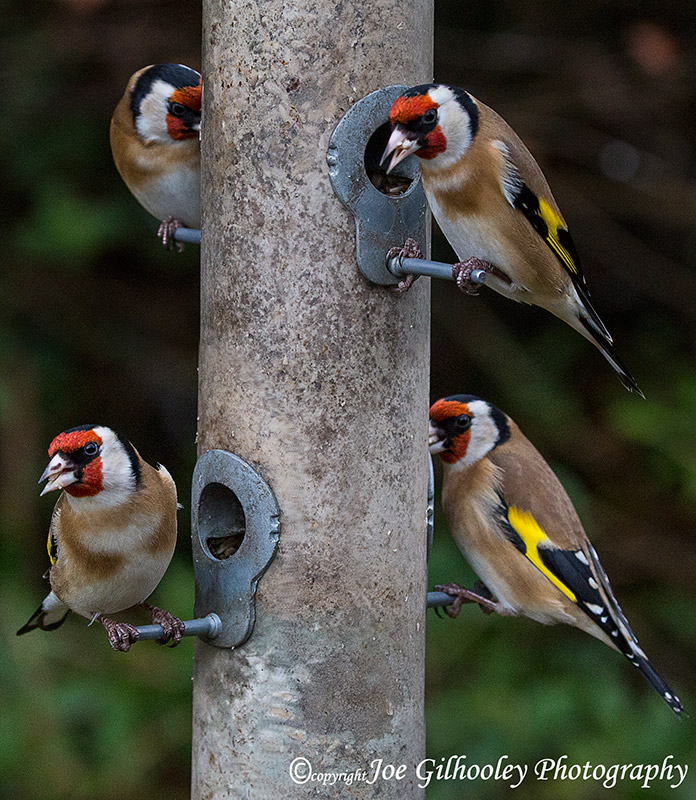 Wild birds in our garden - four goldfinches