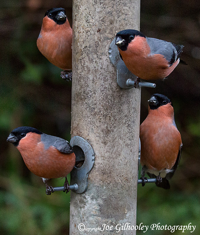 Wild birds in our garden - four male bullfinches