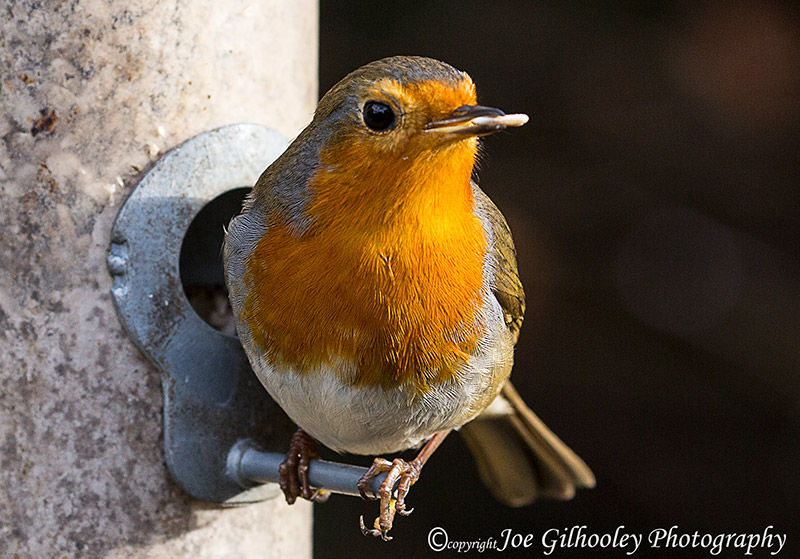 Wild birds in our garden - a robin