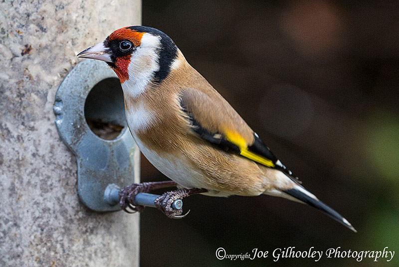 Wild birds in our garden - goldfinch