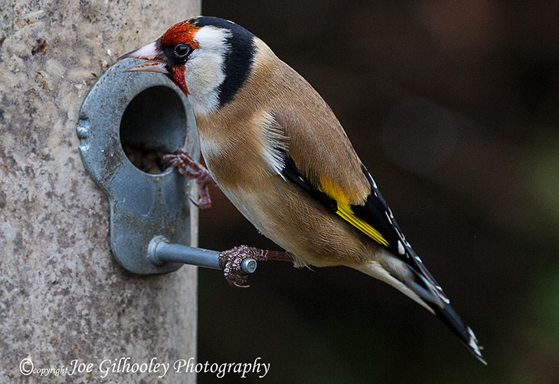 Wild birds in our garden - goldfinch