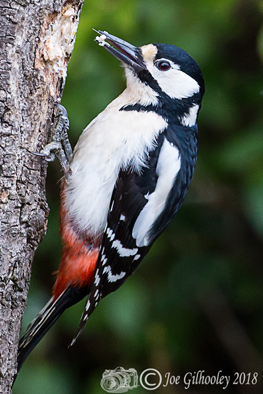 Great Spotted Woodpecker in our garden 