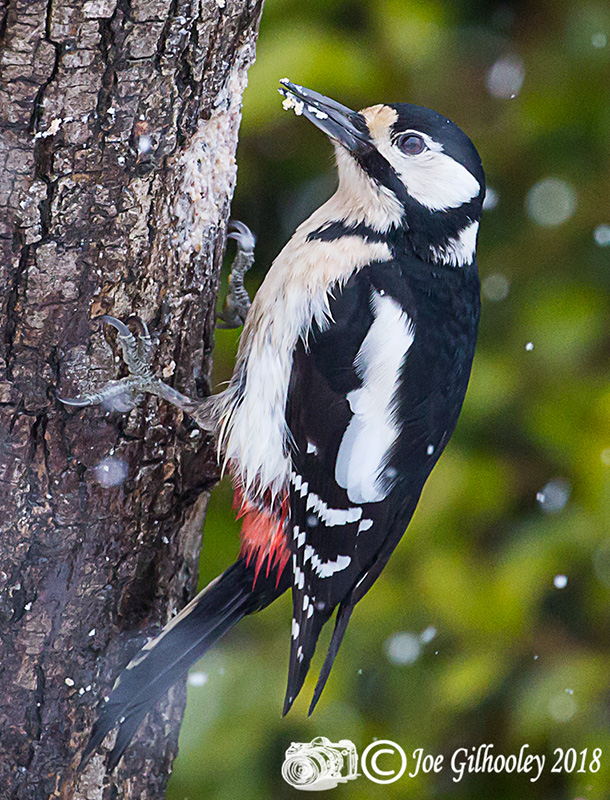 Great Spotted Woodpecker in our garden during heavy snowfall