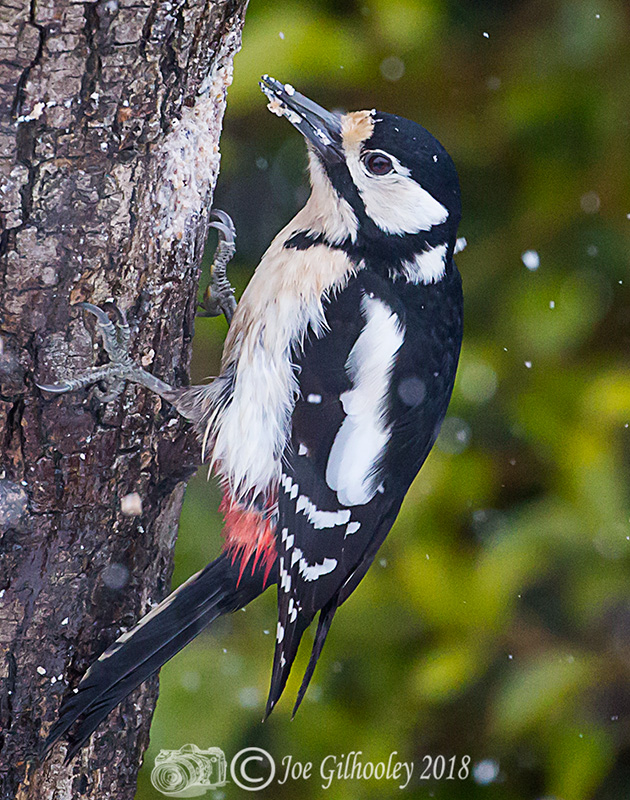 Great Spotted Woodpecker in our garden during heavy snowfall