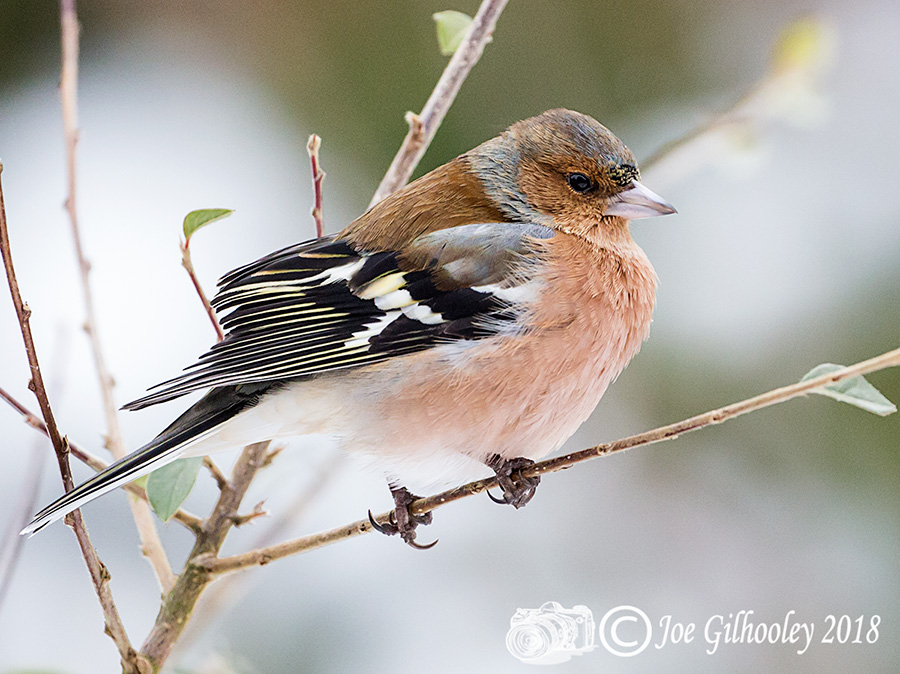 Male Chaffinch in tree in our garden 