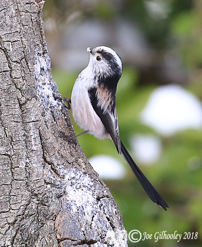 Long Tailed Tits in our garden 