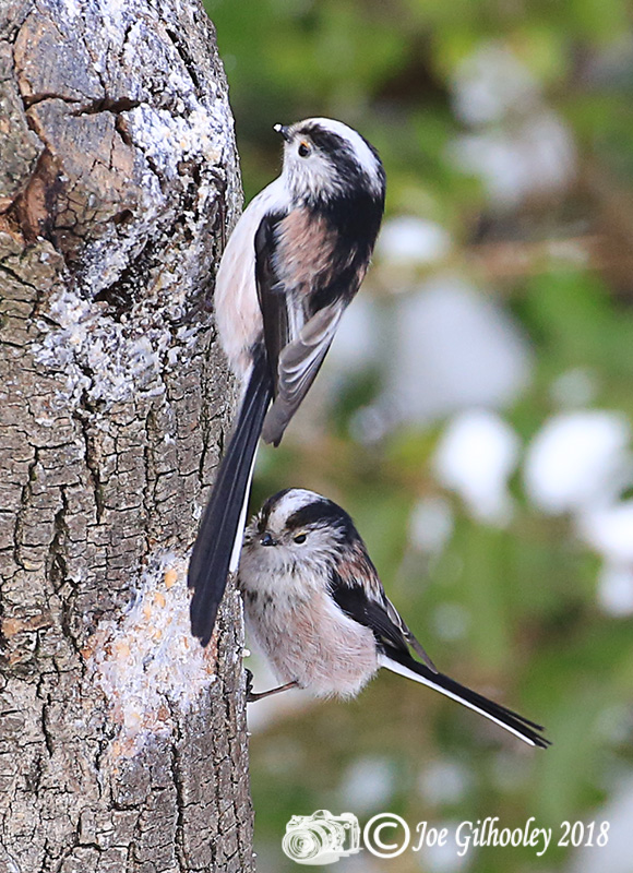 Long Tailed Tits in our garden 
