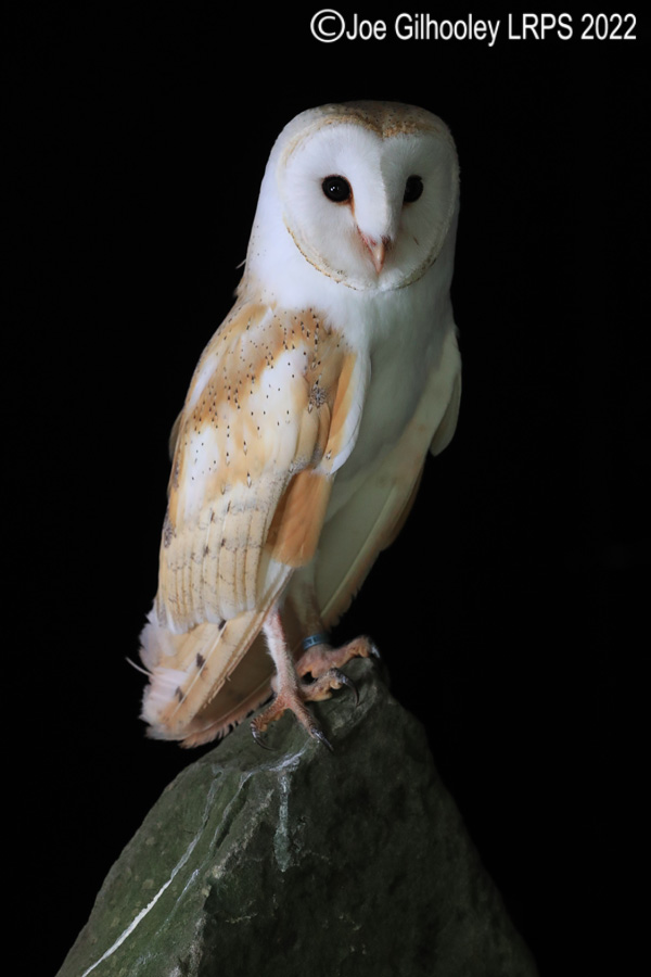Barn Owl
