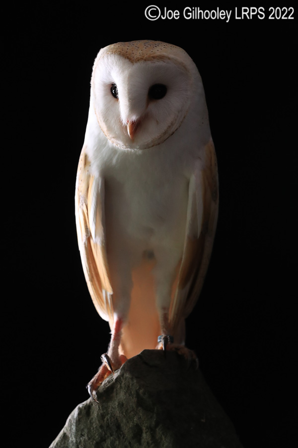 Barn Owl
