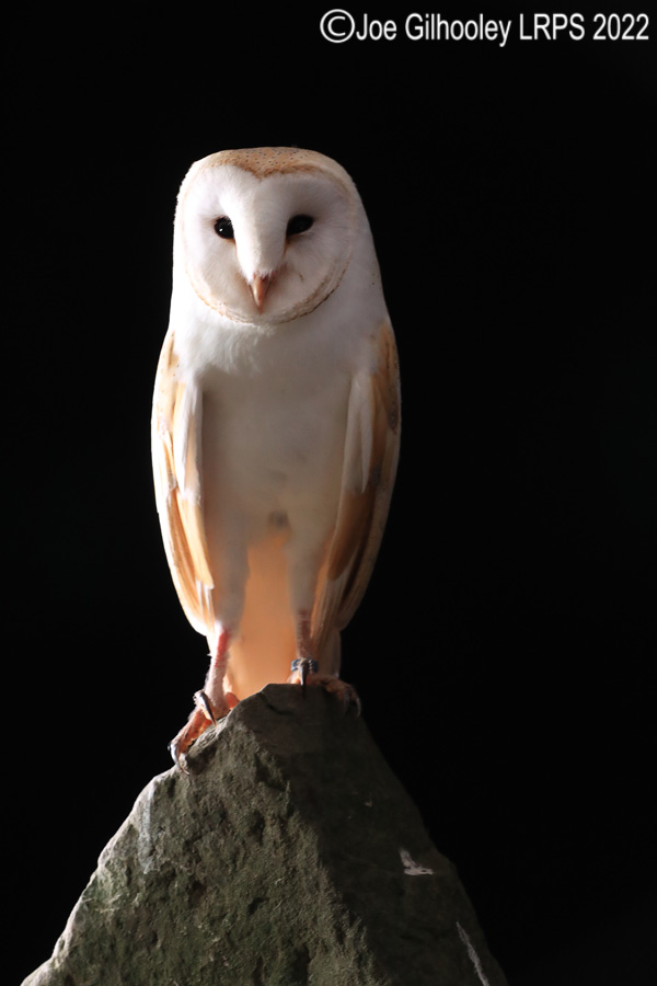 Barn Owl
