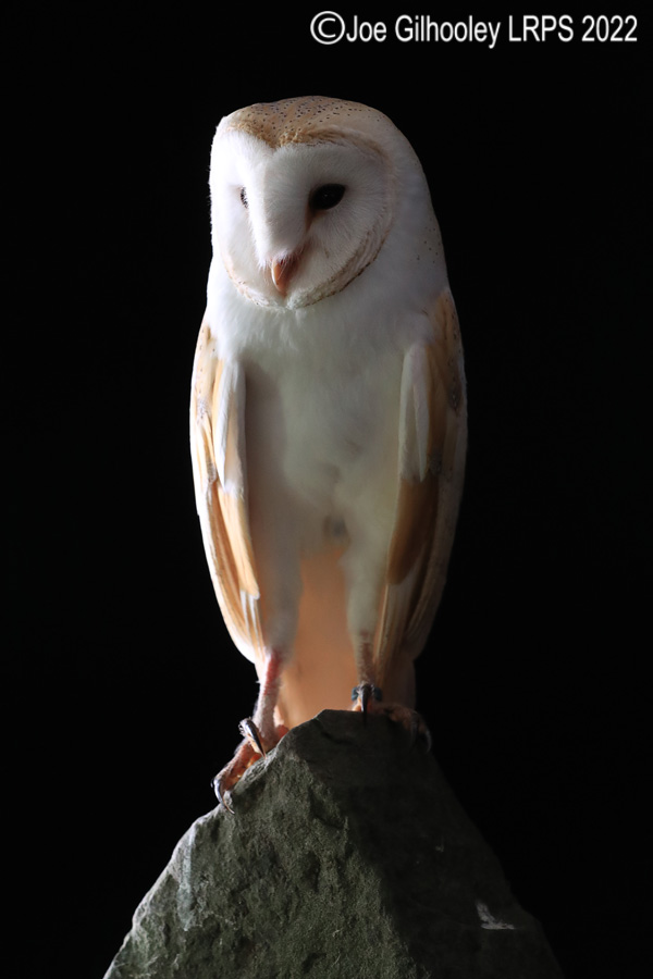 Barn Owl
