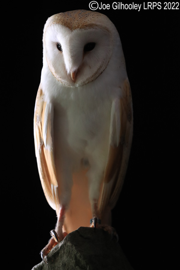 Barn Owl
