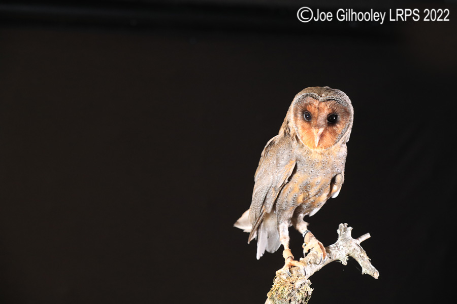 Black Barn Owl
