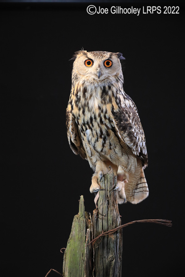 European Eagle Owl
