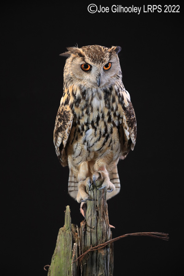 European Eagle Owl
