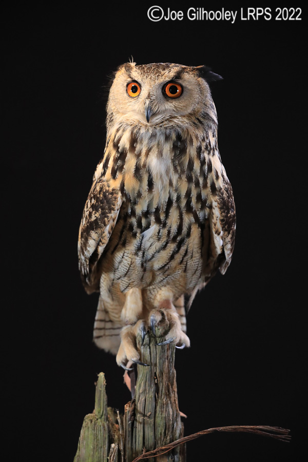European Eagle Owl
